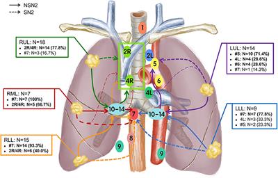 small lymph lung nodes mediastinal cancer stations lobe drainage nodal nsclc cell non metastatic tumor specific location frontiersin surgery different